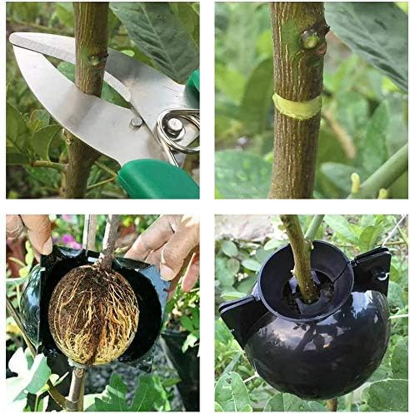 Large Root Growing Box - Reusable Plant Rooting Device, High Pressure Propagatio