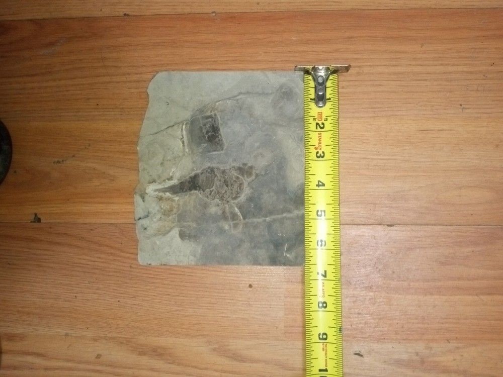 Fossilized Eruptured