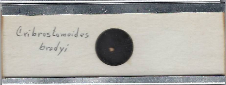 Foraminifera Cribrostomoides bradyi Microfossil Microscope Slide