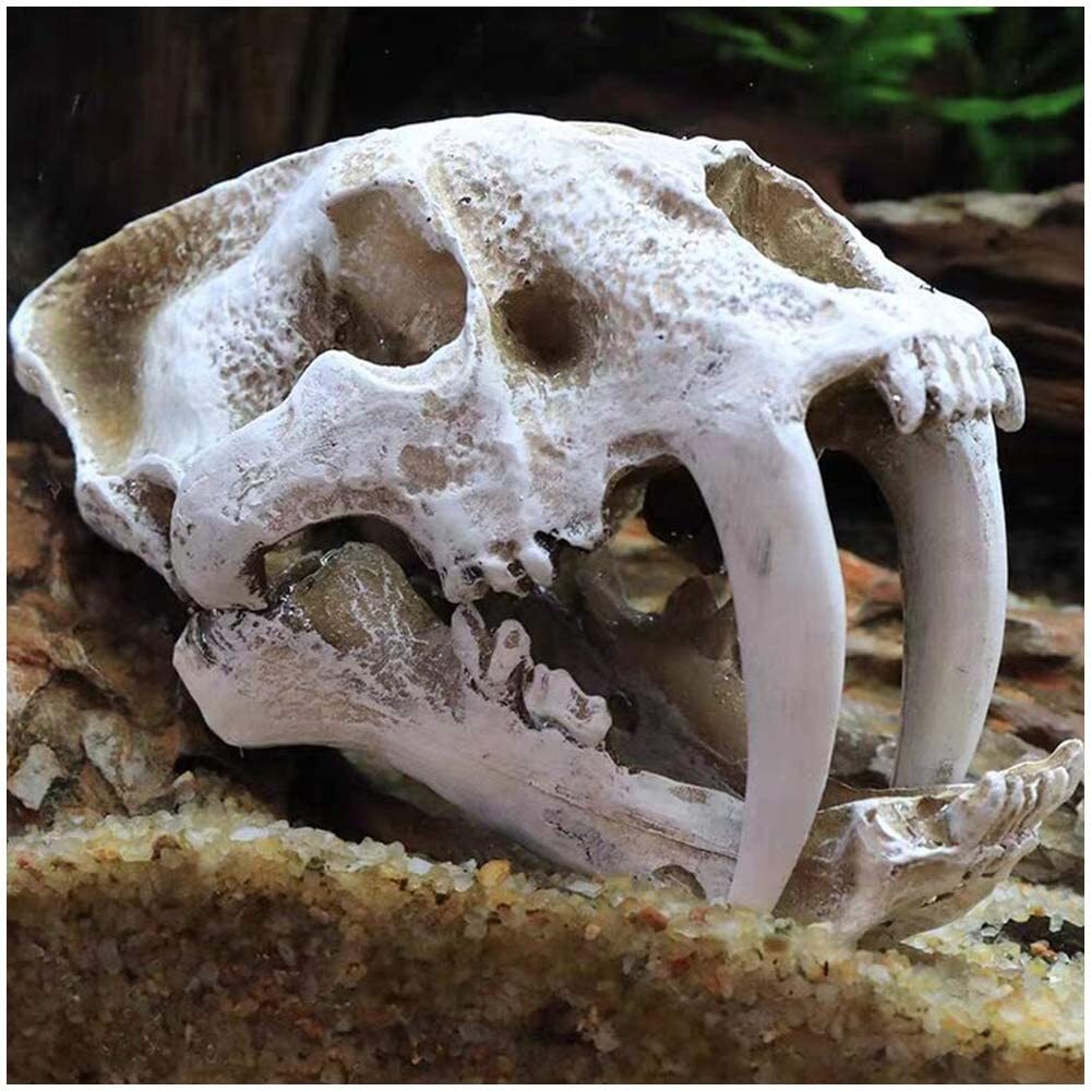 Dinosaur Skull Model Resin Dinosaur Replica ImitationBone Skeleton
