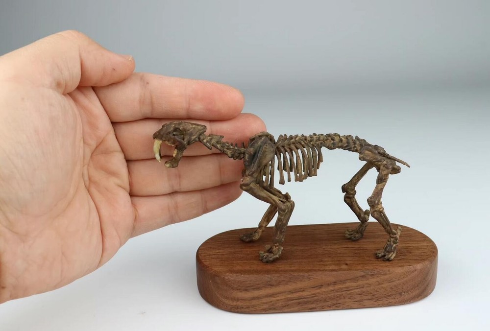 Smilodon populator Statue Skeleton Model Animal Model Display 2.5in Height