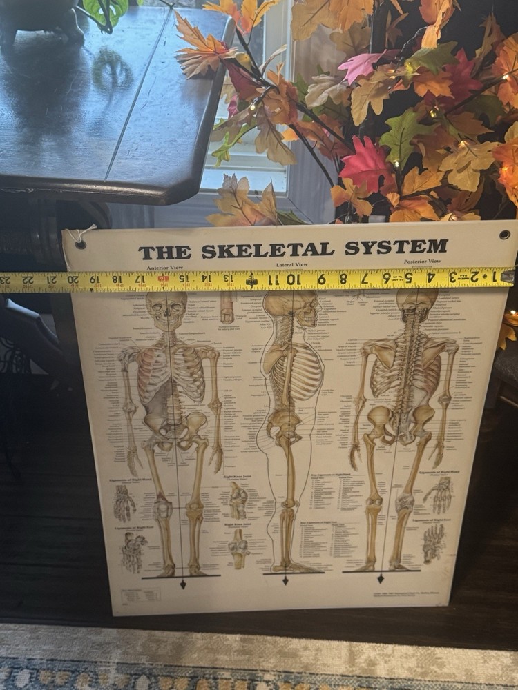 Skeletal System Anatomical Chart Poster ￼ Laminated Learning 20x26 Skeleton B24