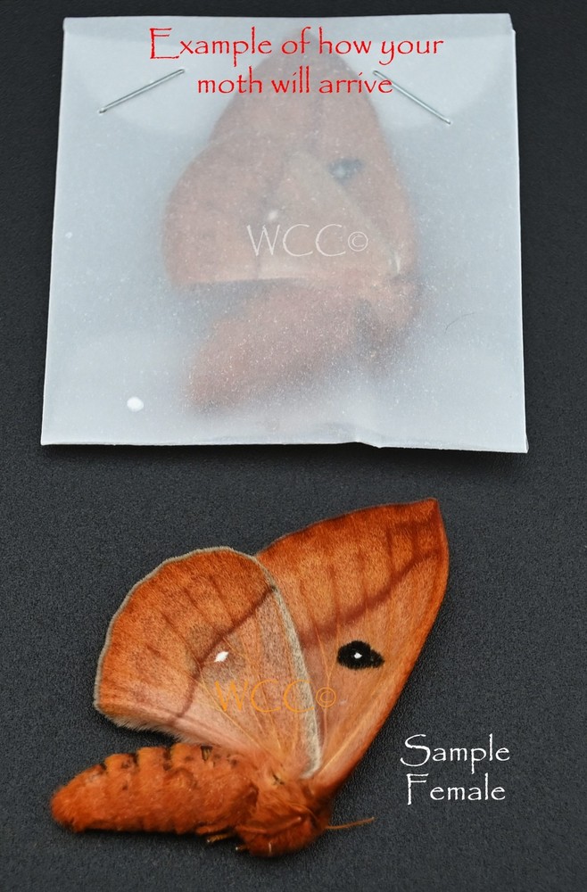 IO MOTH  FEMALE   A+++ QUALITY  (ONE UNMOUNTED SPECIMEN)