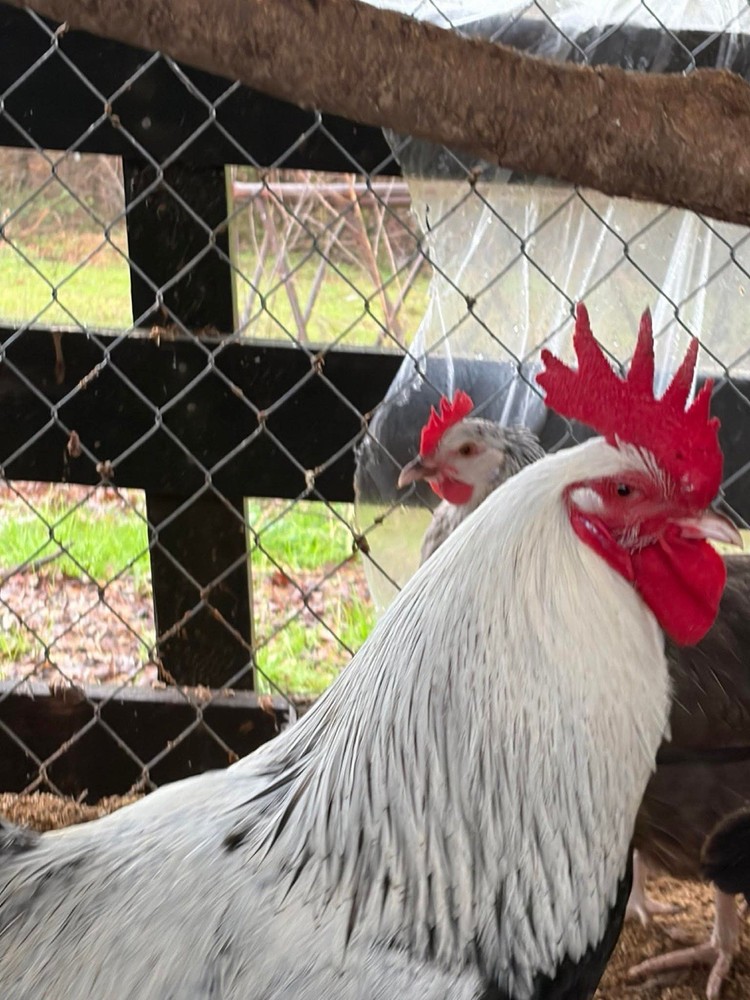 Threatened SC SG Dorking Hatching Eggs