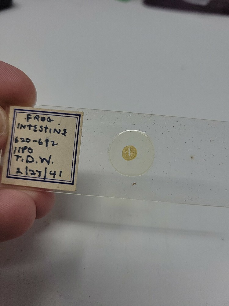Vintage Microscope Slide 1941