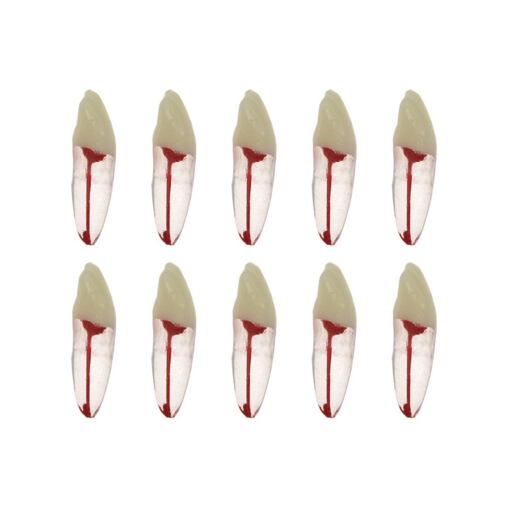 10Pcs Dental Root Canal Practice Model RCT Practice Endo Teeth Model Pulp Study