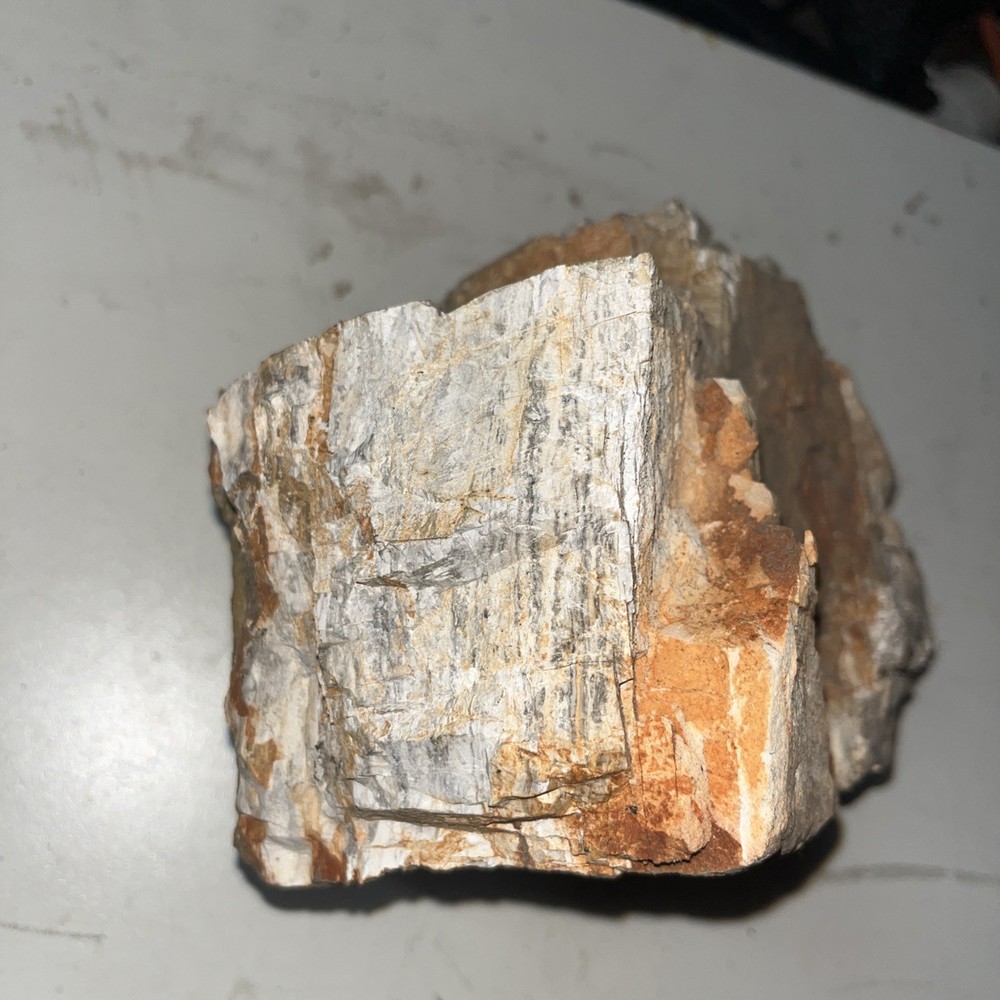 Petrified Wood