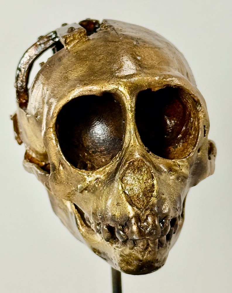 Bronze Capuchin Monkey Skull w/Inner Gearwork by Stephan Webb Unique Steampunk