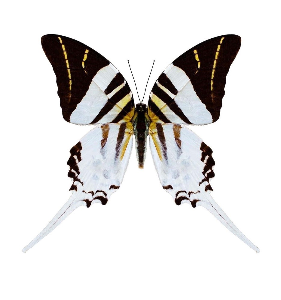 Graphium androcles ONE REAL BUTTERFLY SWORD TAIL SWALLOWTAIL WINGS CLOSED