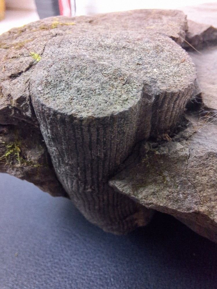 Calamite Stem Lepidodendron Paliozoic Devonian Carboniferous Virginia