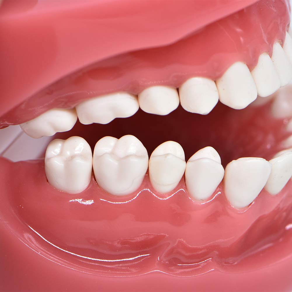 1 Piece Dental Typodont Standard Teeth Model for Teaching Practice Demonstration