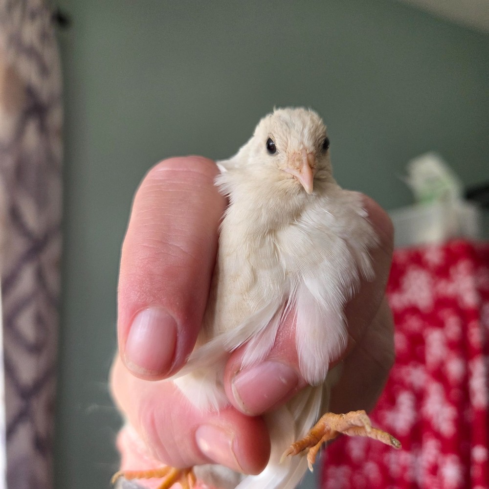 10+ Fresh Button Quail Fertile Hatching Eggs