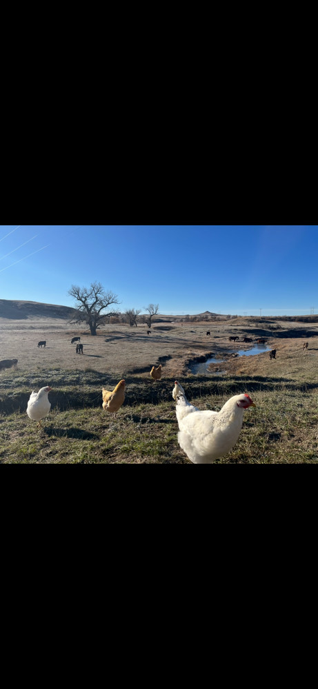 15 Rainbow Hatching Eggs from FREE RANGE CHICKENS