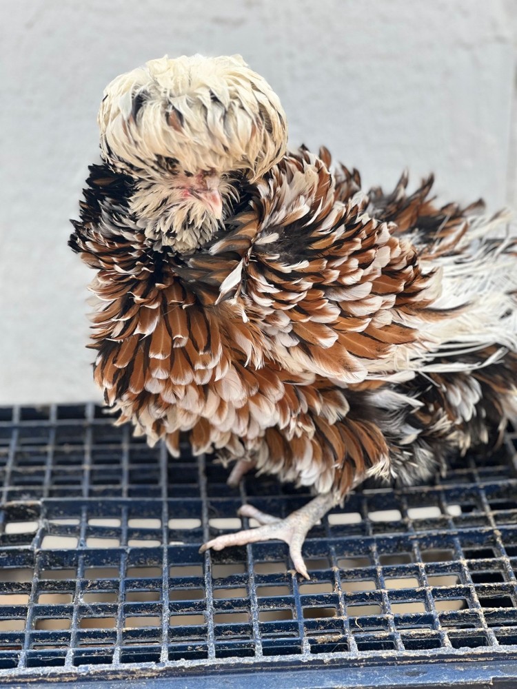 chicken hatching eggs for sale