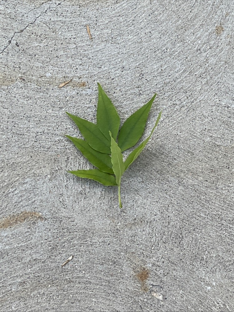 Leaf