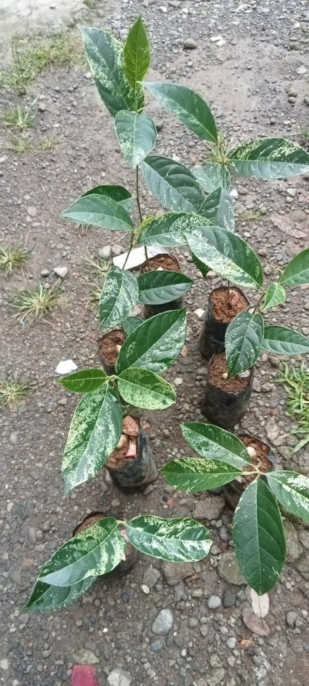 Grafted Jackfruit Variegated Free Phytosanitary Ship DHL Express
