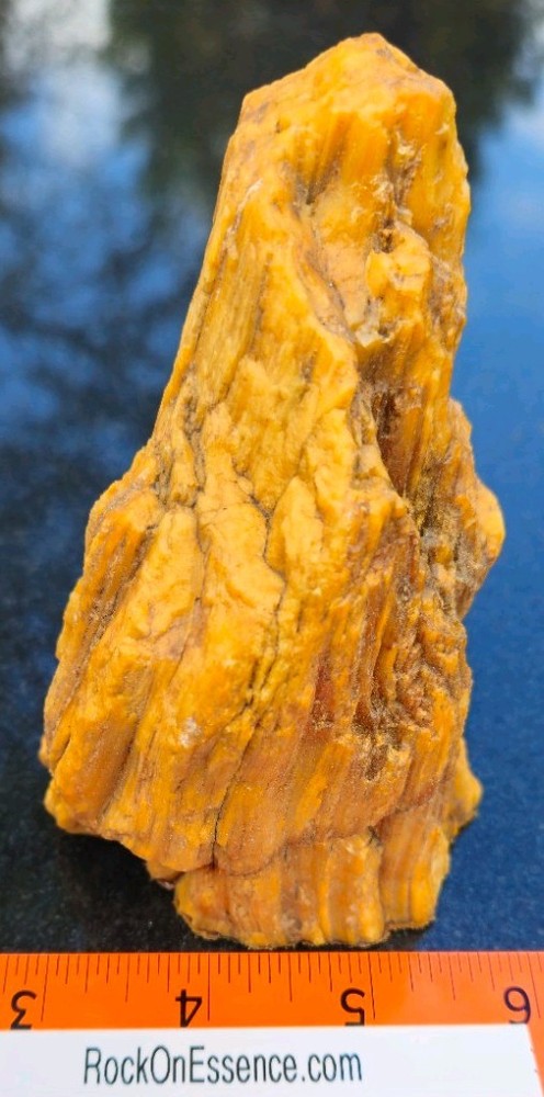 Petrified Wood Stand-up