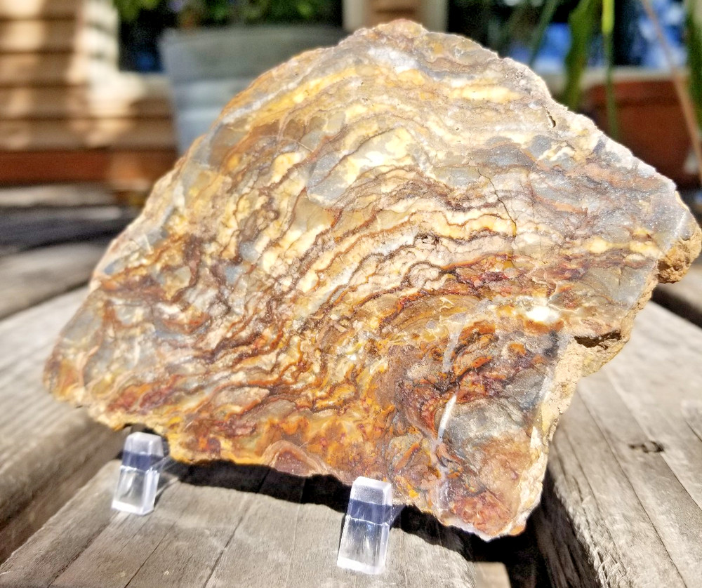 Nice Polished Picture Jasper Slab 5x3.5" Display Unknown Origin Old Collection