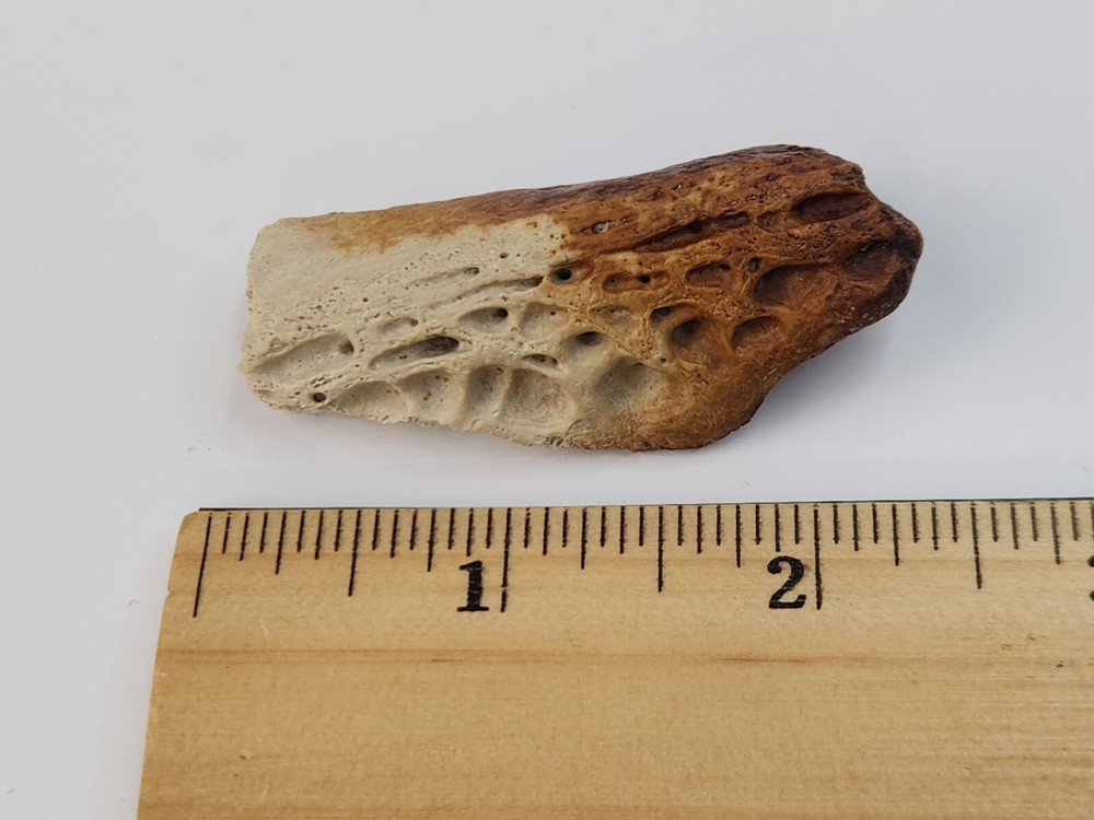 Crocodilian Surangular Jaw Skull Bone Fossil - Judith River Fm. - MT