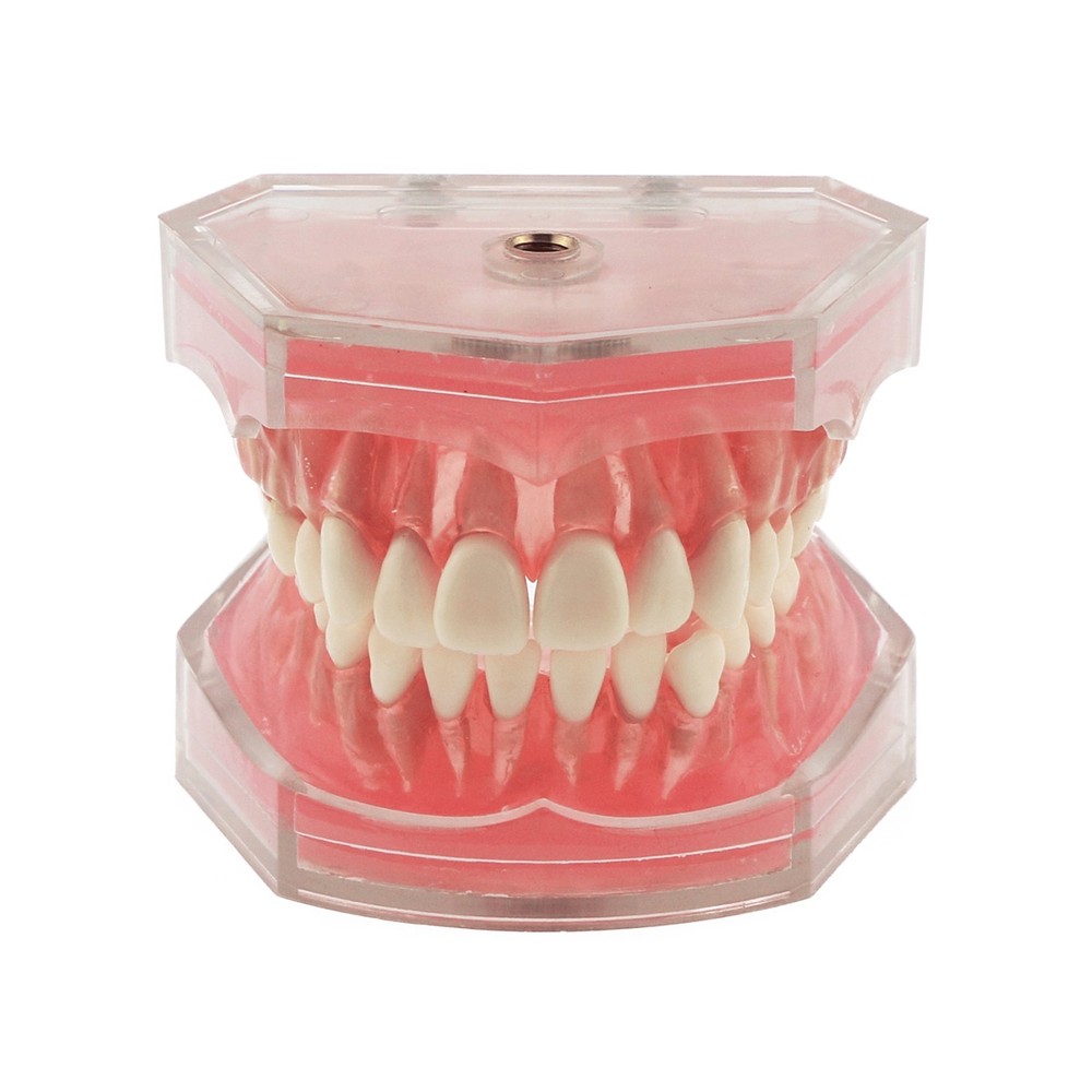 M7008 Standard Dental Study Teeth Model with Soft Gingiva 28 Removable Teeth