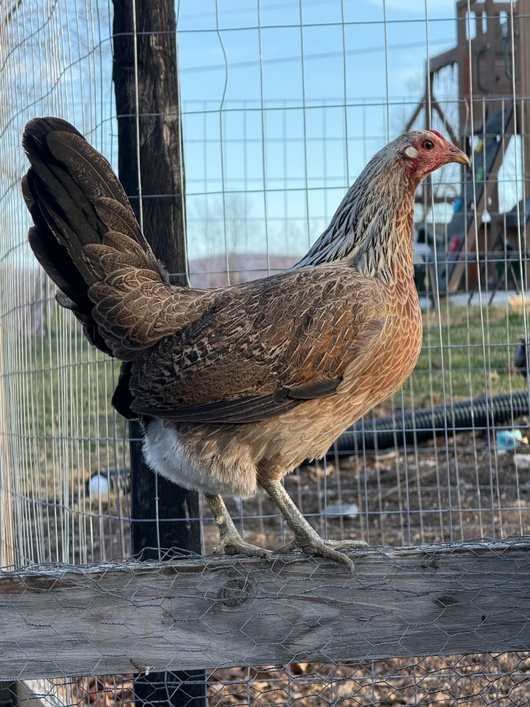 10+ Pure Harold Brown Grey Chicken Eggs