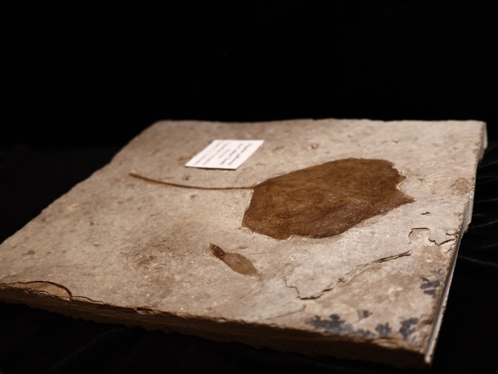 Nice Miocene Leaf Fossil Cherry Co., Nebraska