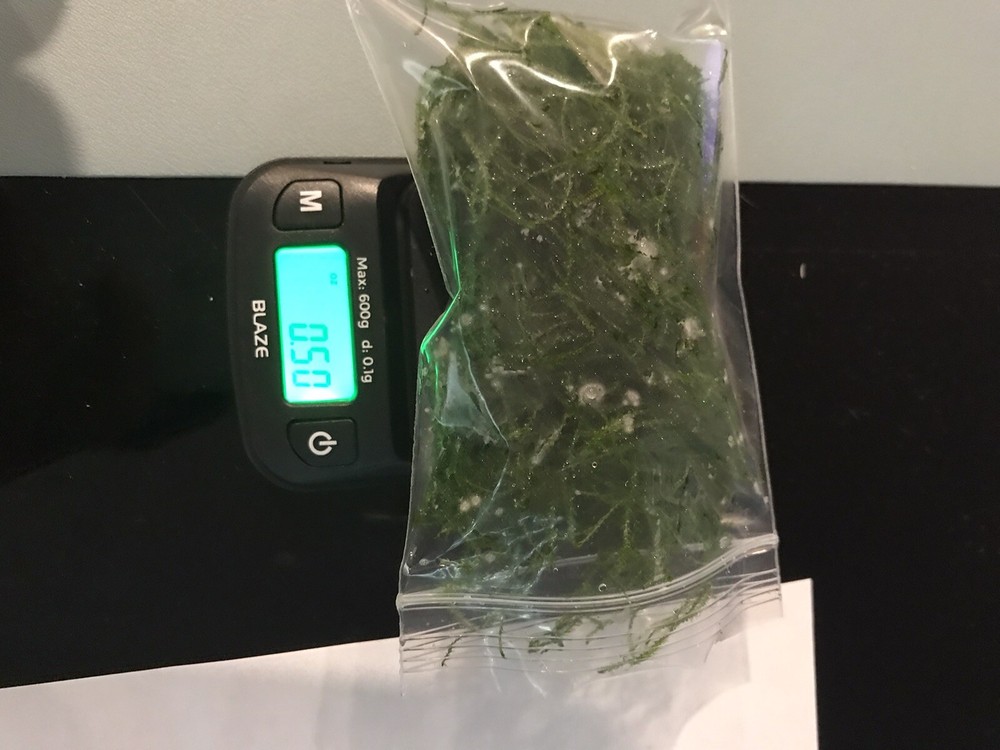 Java Moss - Super Easy Low Light Aquarium Live Plant, Premium Quality