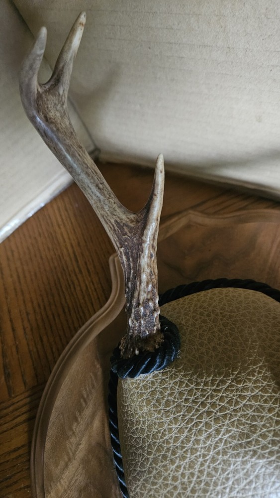 Mounted Deer Antlers 6 Point