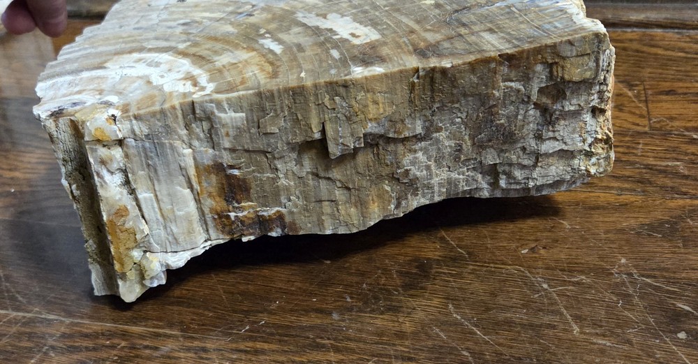 14+ Pounds Petrified Wood