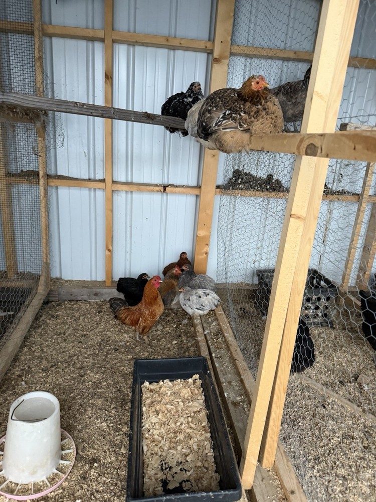 Chicken Hatching Eggs mixed breeds- 12+