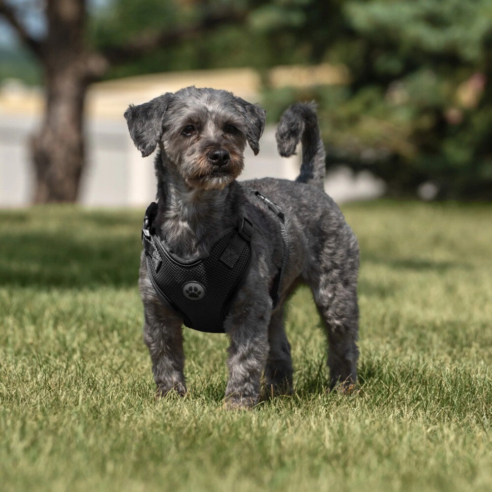 Vibrant Life Mesh Adjustable, Reflective Dog Walking Harness, Black, Large