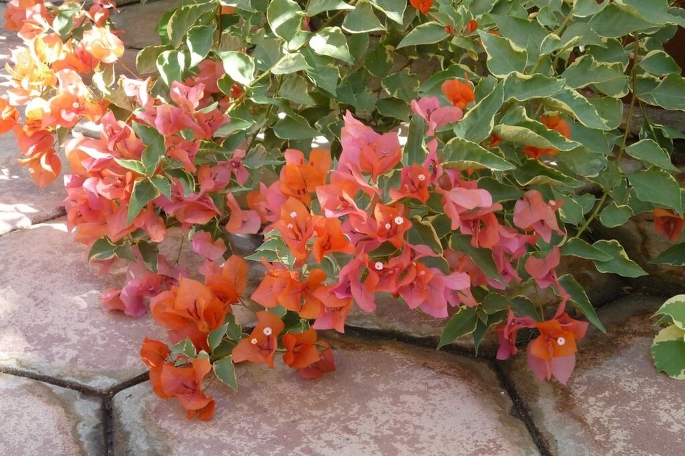 Bougainvillea - 'Orange King'