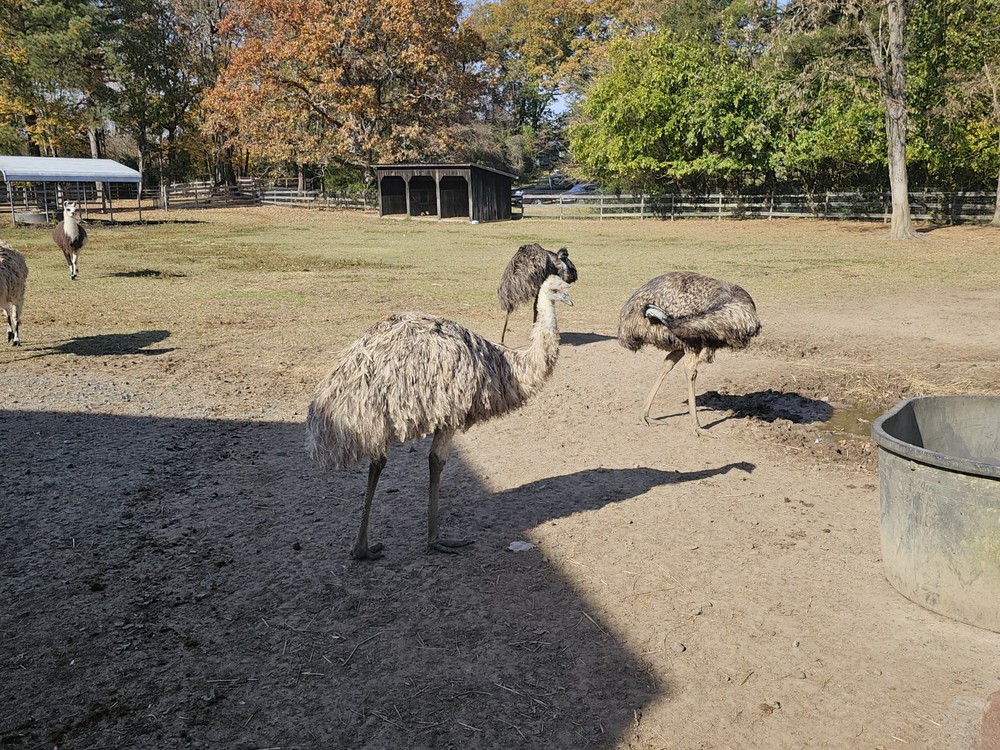 2 Emu Hatching Eggs White Blonde Normals