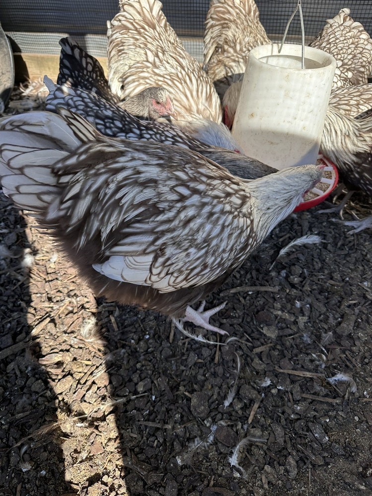 Rare Chocolate Silver Laced English Orpingtons Hatching Eggs 6 Pack.