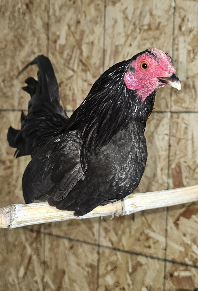 Black Azteca Bantam "Kikiriki"+🥚🥚🎉