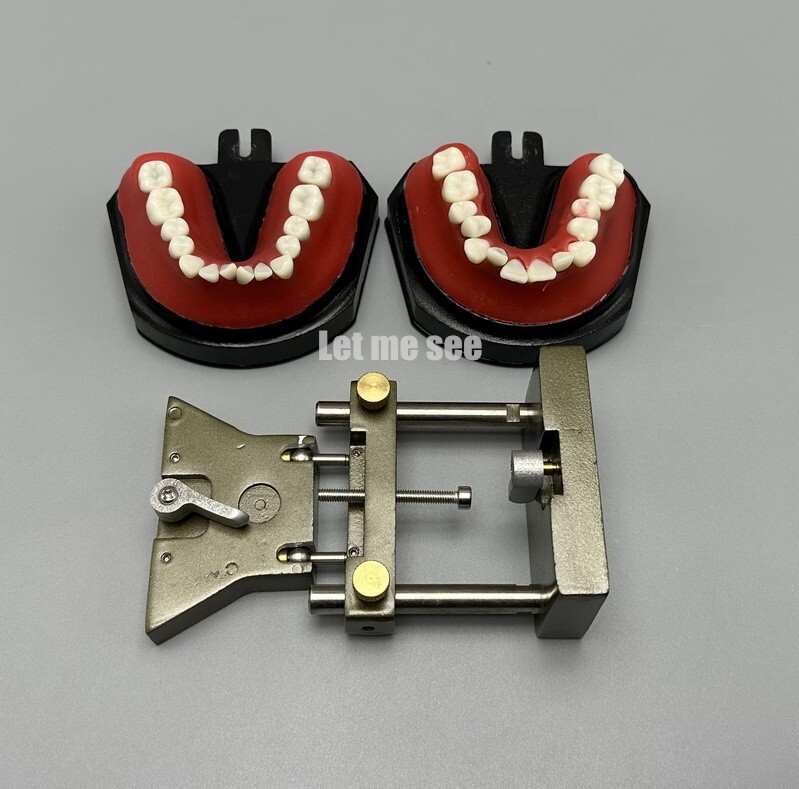 1set Dental Orthodontic Simulator Training Teeth Model Typodout Model