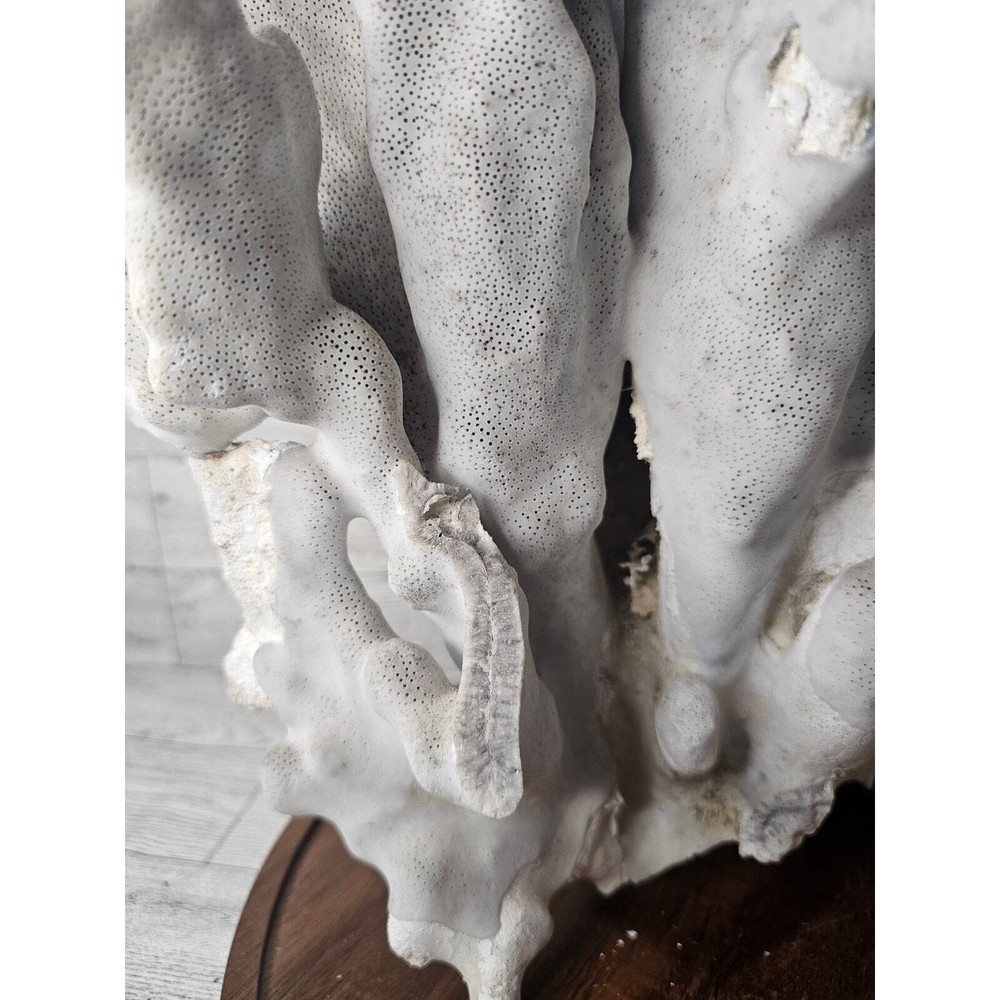 Large Natural Coral Specimen