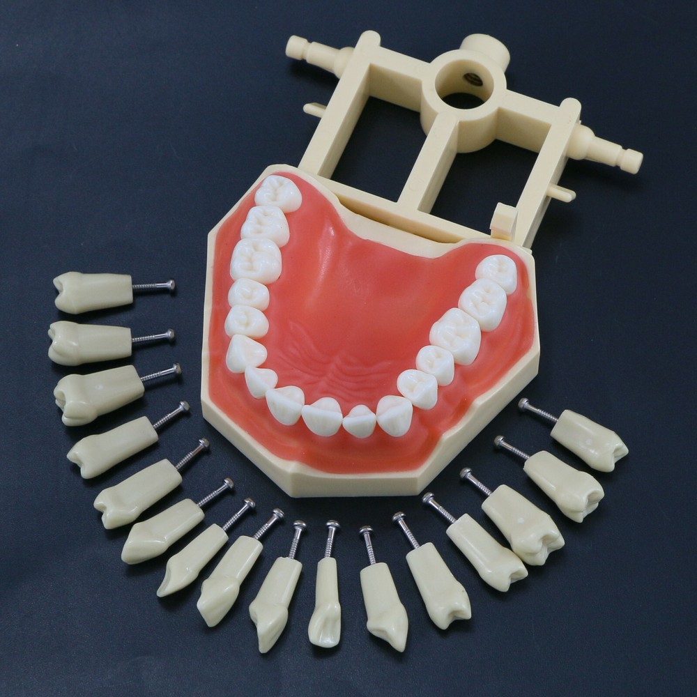 Dental Restorative Typodont Teeth Model Frasaco AG3 Type 32Pcs Removable Teeth