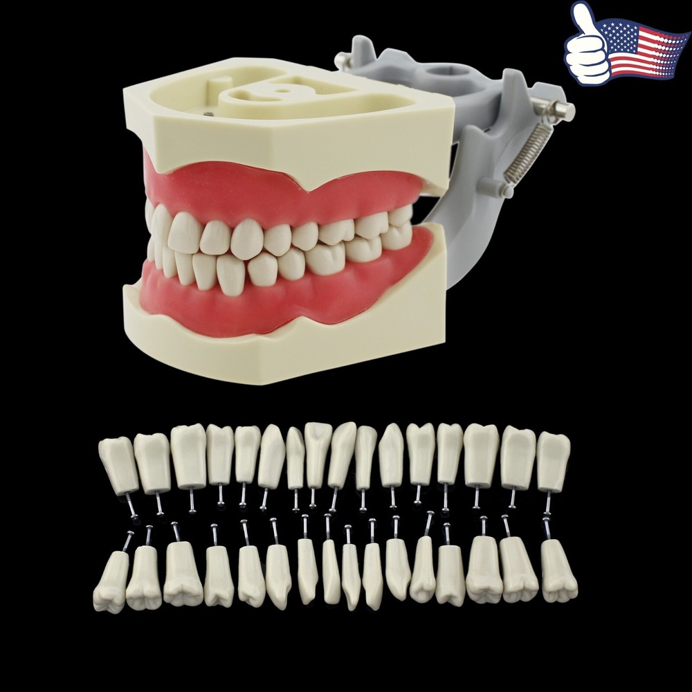 For Columbia 860 Dentoform Dental Typodont Model 32pcs Teeth Mounting Pole Screw