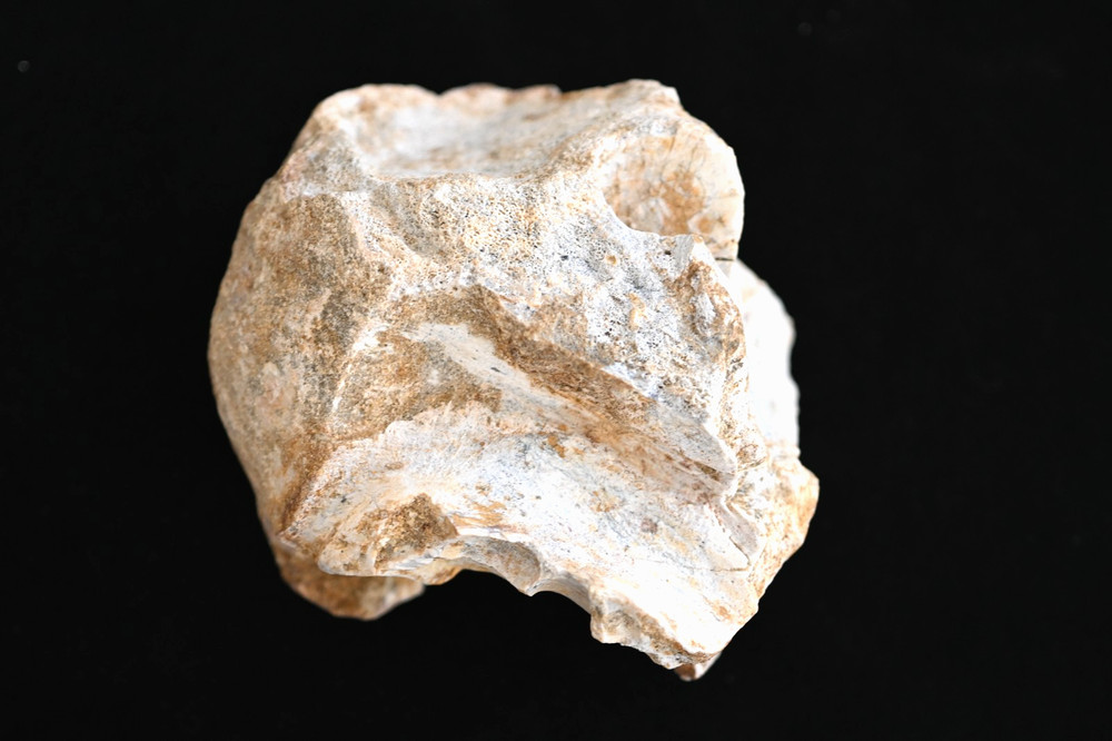 Spinosaurus Neck Vertebra