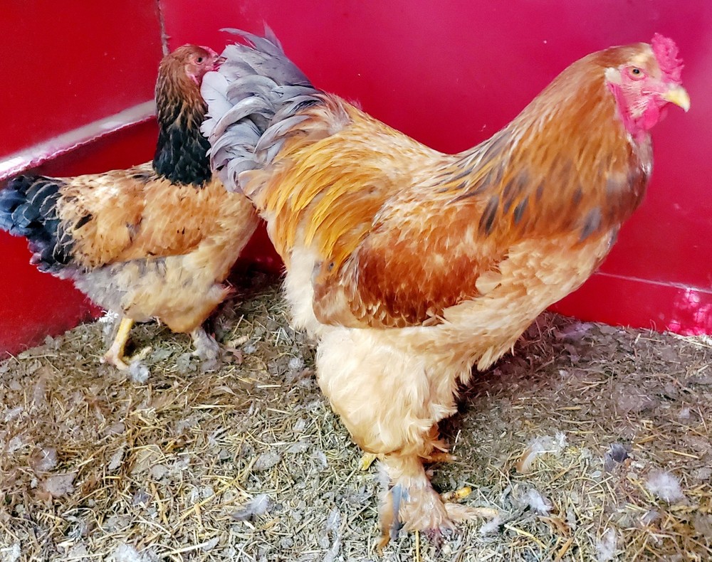 Blue Buff Columbia Brahma Hatching Eggs 8+