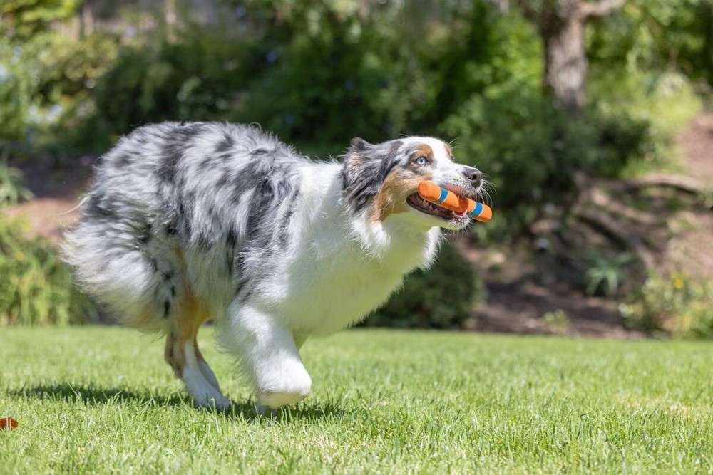 CHUCKIT! Ultra Fetch Stick 2 Pack