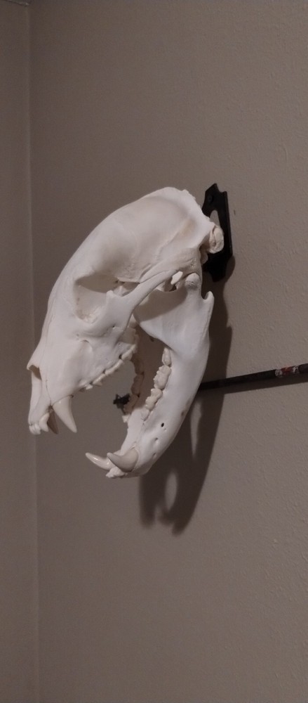 European Skull Mount Hanger Skull Hook