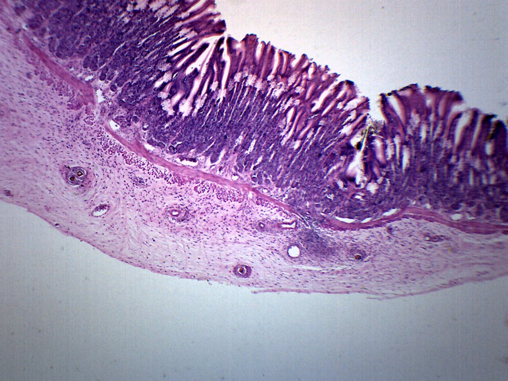 Frog Stomach Section - Prepared Slide - 75x25mm - Eisco Labs