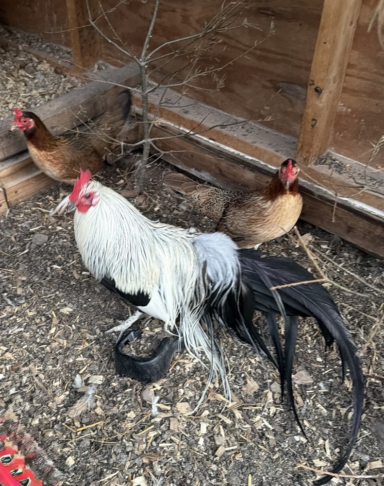 6 Silver Duckwing Hatching Eggs