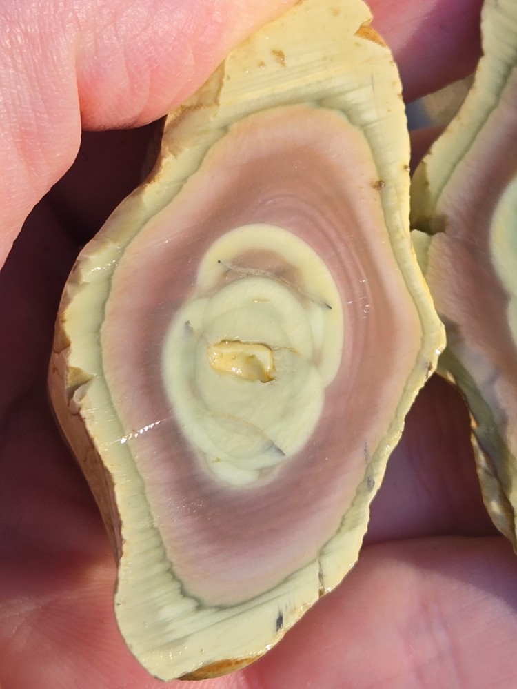 Royal Imperial Jasper Nodule Cut In Half Beautiful Egg Circle Pattern Rough