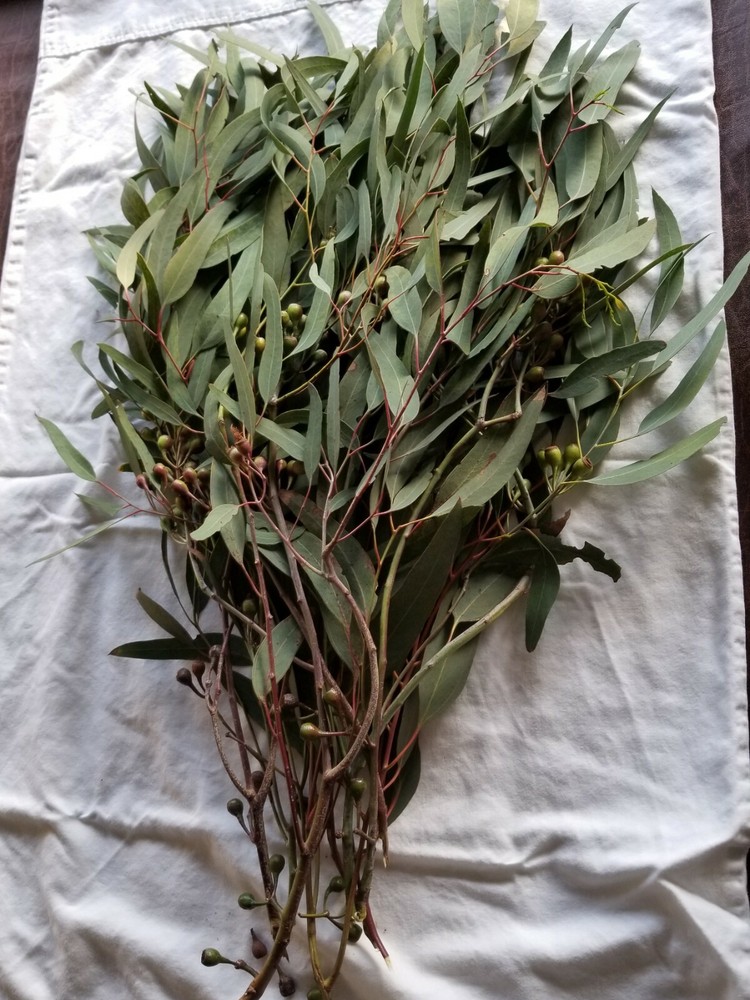Organic Eucalyptus globulus fresh Leaves