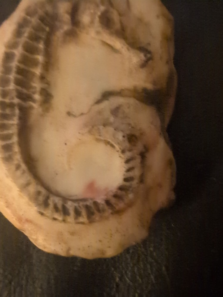 Fossil Seahorse Decorative