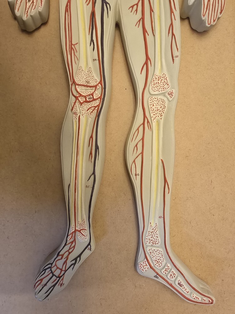 Labs Model, Human Circulatory System, Half-Size, Eisco Labs AM0322AS