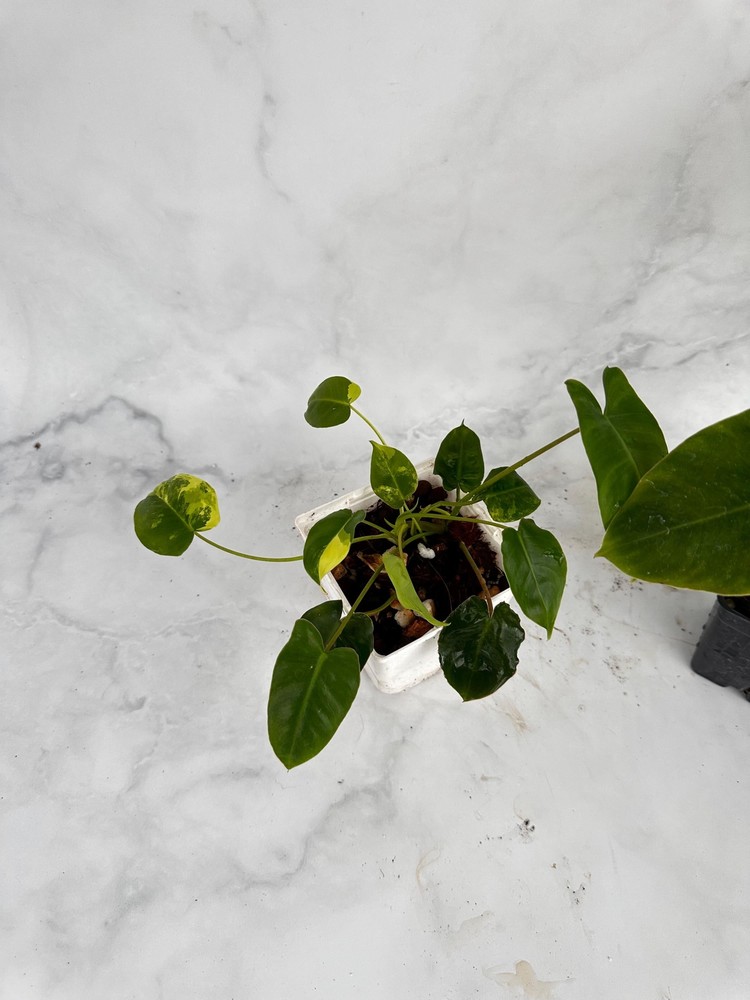 Philodendron Burle Marx Variegated